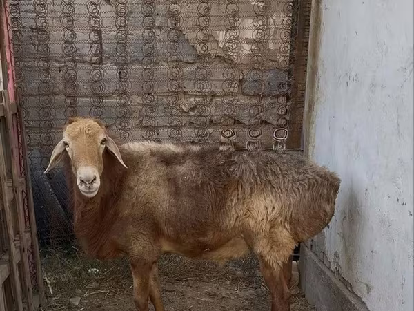 Vædder, Edilbay sheep