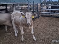 Bulle, Simmental cattle — Foto 3