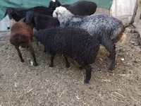 مینڈھا, Arabi sheep — تصویر 8