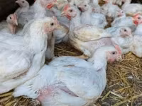 Chickens — foto 4