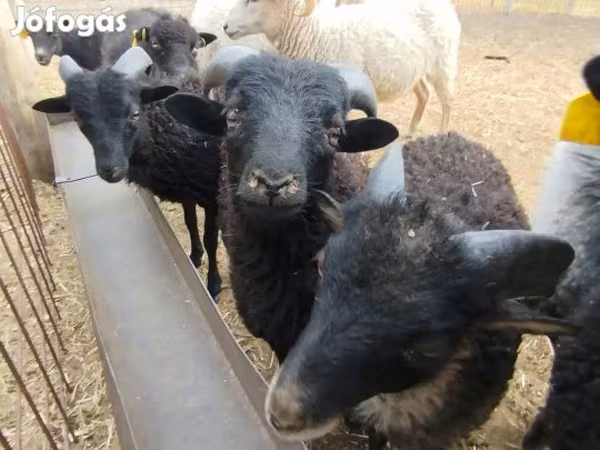 Koç, Ouessant sheep