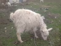 بز ماده, بز — عکس 6
