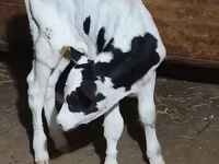 Bull, Swiss cattle — photo 2