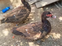 Ducks — φωτογραφία 4