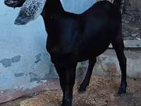 بز ماده, Nubian Goat — عکس 3