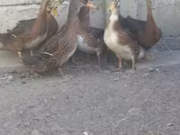 Ducks — 2 зураг