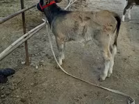 Lembu jantan, Cattle — foto 2