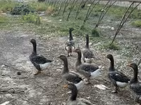 Geese — 照片 1