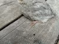 Quails — foto 6