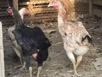 Chickens — foto 1