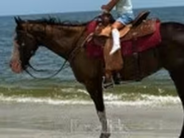 Mare, American paint horse