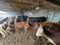 Toro, Ganado vacuno — foto 3