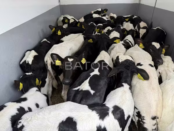 بقرة, Simmental cattle
