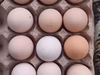 Australorp — fotografija 1