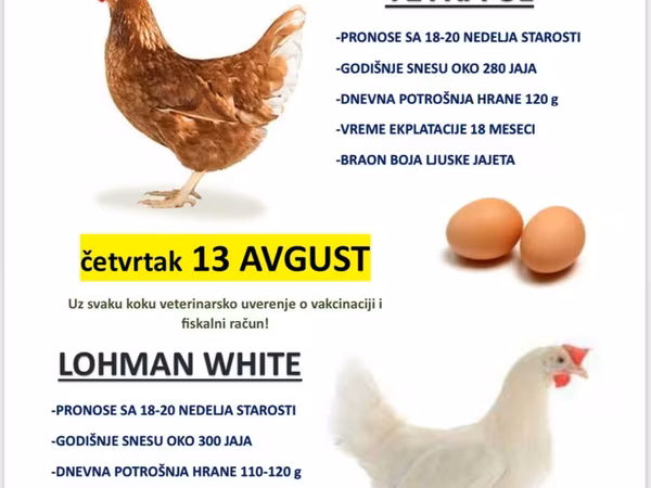 Lohmann Brown