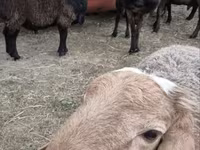 雄羊, Hissar sheep — 写真 1