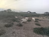 بز ماده, بز — عکس 1