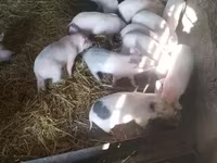 Zeug, Varkens — foto 1