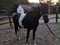 Faras dhaddig, Appaloosa — sawirka 7