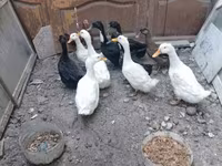 Ducks — fotografija 2