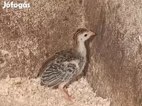 Guinea fowl — sawirka 2