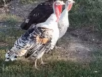 Turkeys — fotografija 1