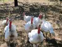 Turkeys — تصویر 4