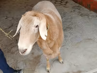 Beran, Arashan sheep — foto 3