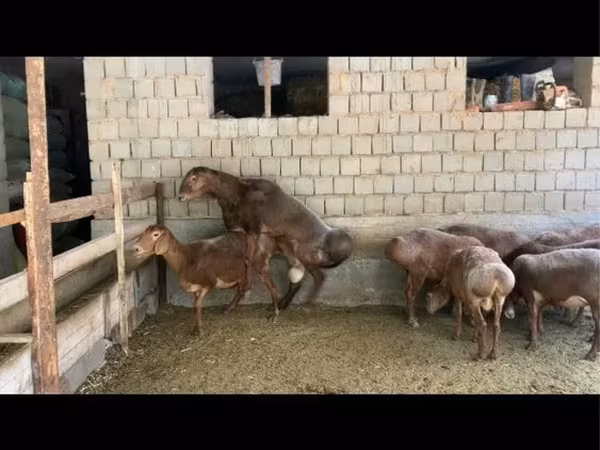 قوچ, Hissar sheep