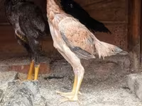 Chickens — عکس 1