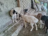 Bélier, Moutons — photo 6
