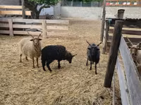 Wad, Racka sheep — sawirka 2