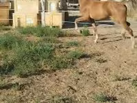 Yegua, Dutch warmblood horse — foto 6