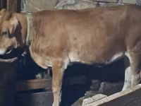 Lembu betina, Cattle — foto 4