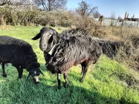 كبش, Tian-Shan semifinewool sheep — الصورة 5
