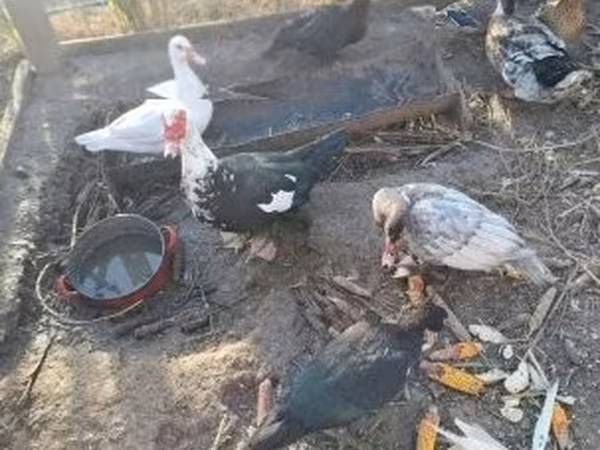 Ducks