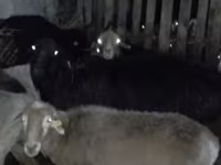 قوچ, Hissar sheep — عکس 3