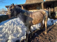 Kuda betina, Kazakh horse — foto 3