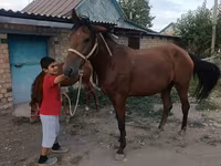 Էգ ձի, Thoroughbred horse — լուսանկար 8