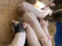 สุกร (เป็นล็อต, ไม่ระบุเพศ), หมู — รูปภาพ 1