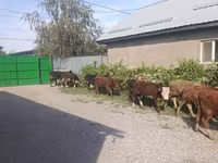 Toro, Bovini — foto 7