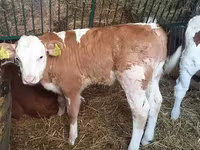 วัวตัวผู้, Simmental cattle — รูปภาพ 2