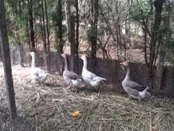Geese