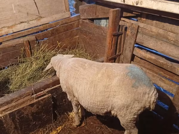 كبش, Merino sheep