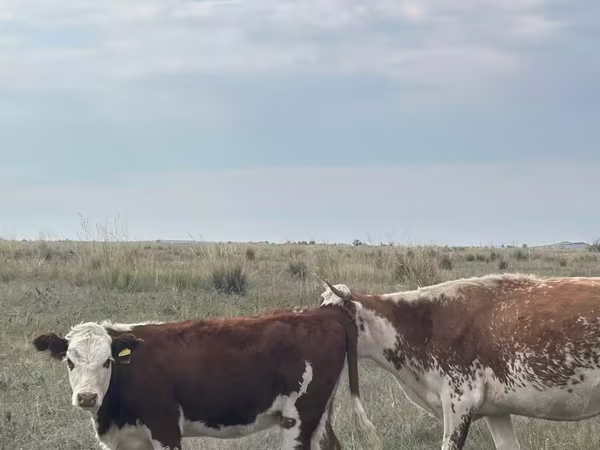 Gia súc (lô, chưa xác định giới tính), Bò Kazakh trắng đầu