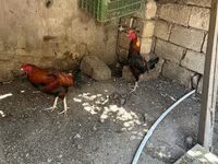 Chickens — photo 2