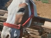 Hingst, Heste — foto 7