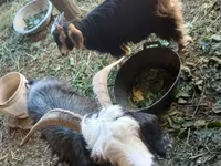 بز ماده, Alpine goat — عکس 2
