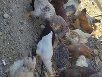 Chickens — รูปภาพ 2