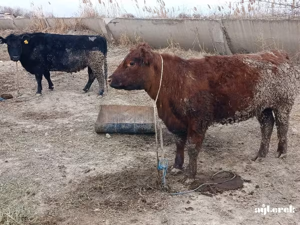Cow, Aberdeen-Angus — Turkmenistan